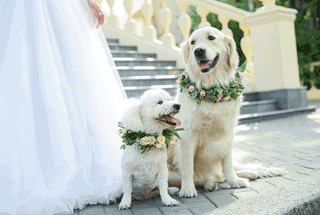 Tierisch heiraten: Wenn das Tier zur Hochzeit darf